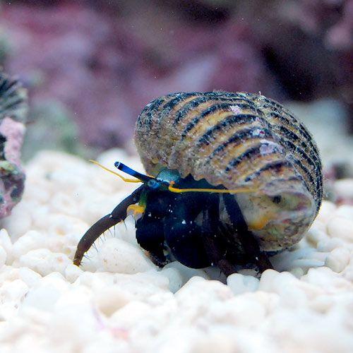 チャーム（charm） （海水魚）ヤドカリ クリイロサンゴヤドカリ（1匹