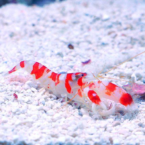 チャーム（charm） （海水魚）エビ ランドールピストルシュリンプ（1