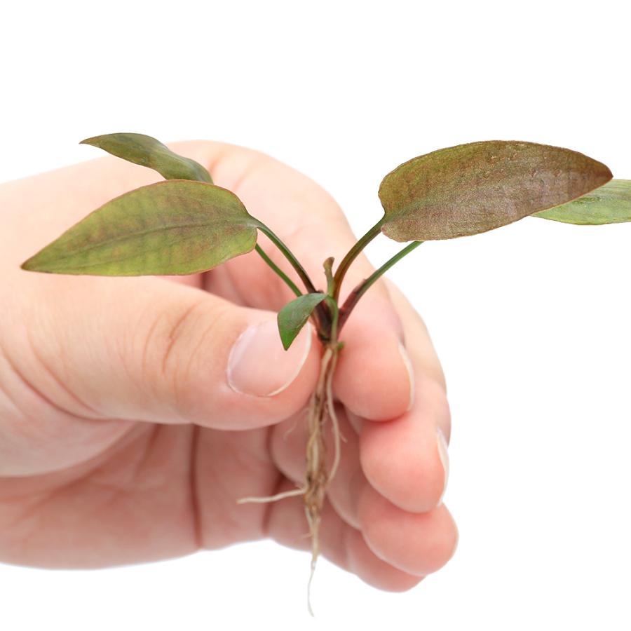 チャーム（charm） （水草）クリプトコリネ スワイテシー レッドタイプ