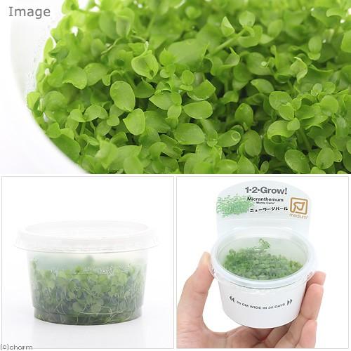 【組織培養株】ニューラージパールグラス30個セット チャーム（charm） （水草）組織培養1−2−GROW！ ニューラージ