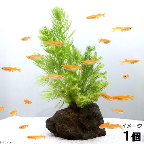 水草）メダカの産卵用 マツモとヒカゲノカズラ（日陰蔓）溶岩石（1個