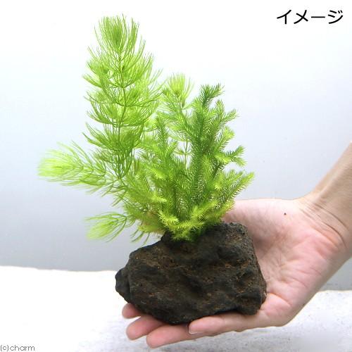 水草）メダカの産卵用 マツモとヒカゲノカズラ（日陰蔓）溶岩石（1個