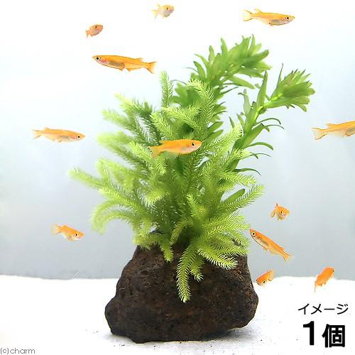 水草）メダカの産卵用 アナカリスとヒカゲノカズラ（日陰蔓）溶岩石