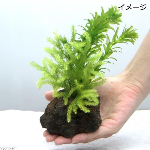 水草）メダカの産卵用 アナカリスとヒカゲノカズラ（日陰蔓）溶岩石