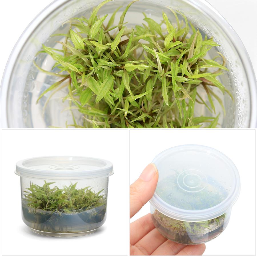 チャーム（charm） （水草）組織培養 クリプトコリネ ウェンティー グリーン ゲッコー（無農薬）（１カップ） : チャーム charm ヤフー店  - 通販 - Yahoo!ショッピング