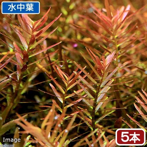 チャーム（charm） （水草）ロタラ ロトンディフォリア ハイレッド（5