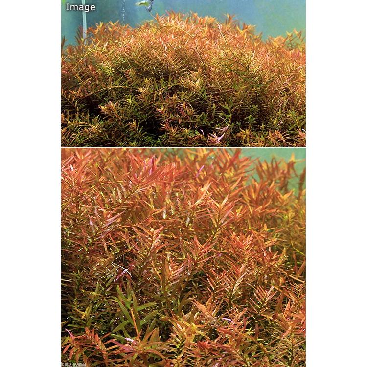 チャーム（charm） （水草）ロタラ ロトンディフォリア ハイレッド（5