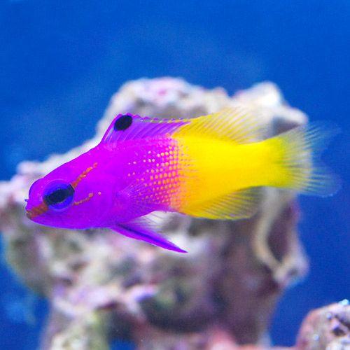 （海水魚）ロイヤルグラマ（１匹）