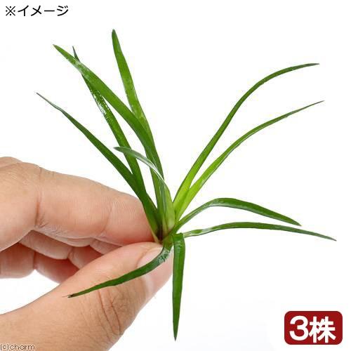 チャーム（charm） （水草）ホシクサsp．クチ（水中葉）（無農薬