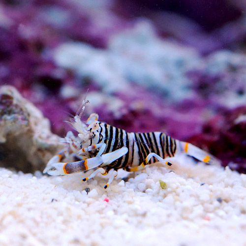 （海水魚）エビ　ヨコシマエビ（１匹）　北海道・九州航空便要保温 |  | 01