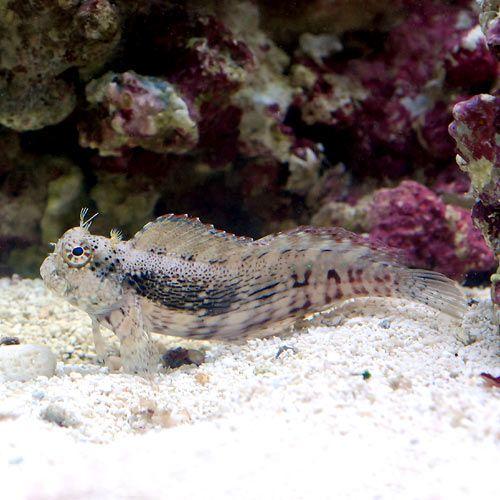 海水魚 ヤエヤマギンポ ブレニー ｓサイズ １匹 北海道航空便要保温 チャーム Charm Paypayモール店 通販 Paypayモール