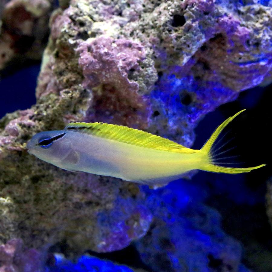 早割クーポン 海水魚 オウゴンニジギンポ １匹 1 700円 Aynaelda Com