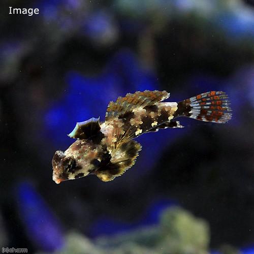 海水魚 スクーターブレニー １匹 北海道航空便要保温 チャーム Charm Paypayモール店 通販 Paypayモール