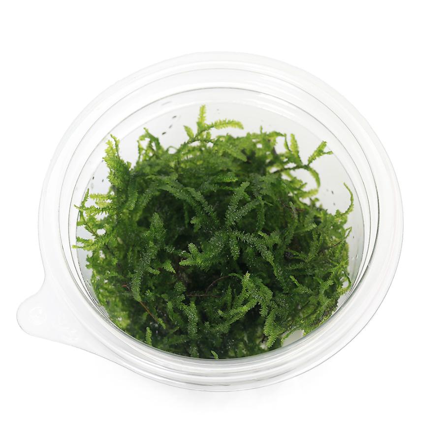 チャーム（charm） （水草）モスsp．パルケータスエマス 蛍光
