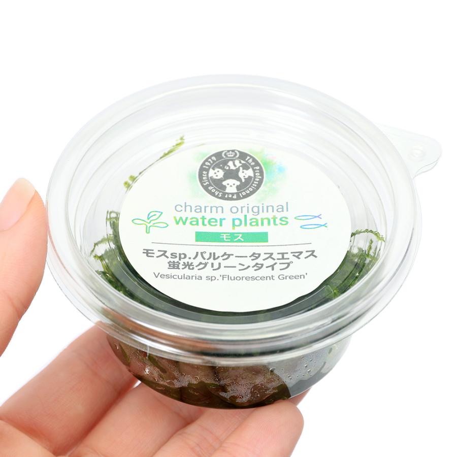 チャーム（charm） （水草）モスsp．パルケータスエマス 蛍光