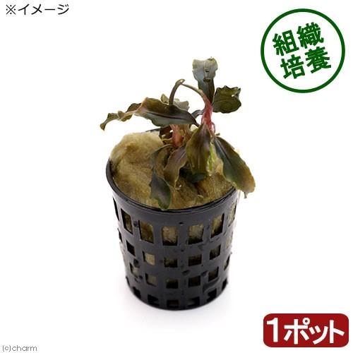 水草 ミニポット 組織培養 ブセファランドラｓｐ クダガン １ポット チャーム Charm Paypayモール店 通販 Paypayモール