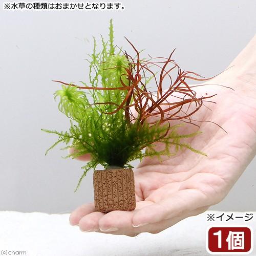 （水草）ライフマルチ（茶）ウィローモスと寄せ植えミックス（水中葉）（無農薬）（１個）｜chanet