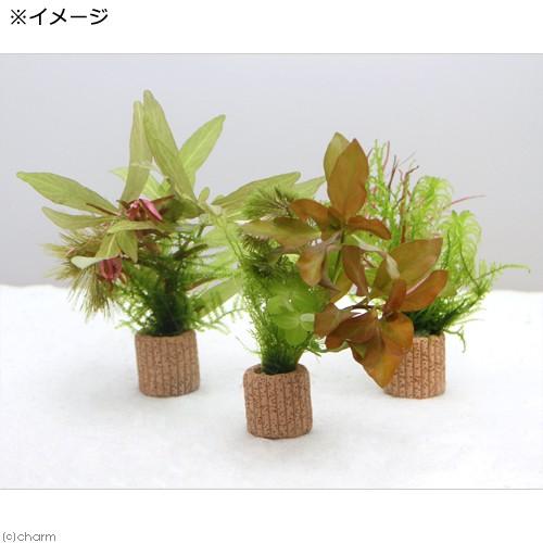 （水草）ライフマルチ（茶）ウィローモスと寄せ植えミックス（水中葉）（無農薬）（１個）｜chanet｜02