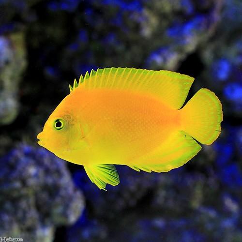 海水魚 ヤッコ ヘラルドヤッコ ｍサイズ １匹 北海道航空便要保温 チャーム Charm Paypayモール店 通販 Paypayモール