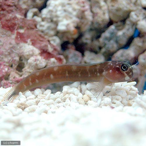 海水魚 フタイロカエルウオ モノカラー １匹 北海道航空便要保温 チャーム Charm Paypayモール店 通販 Paypayモール
