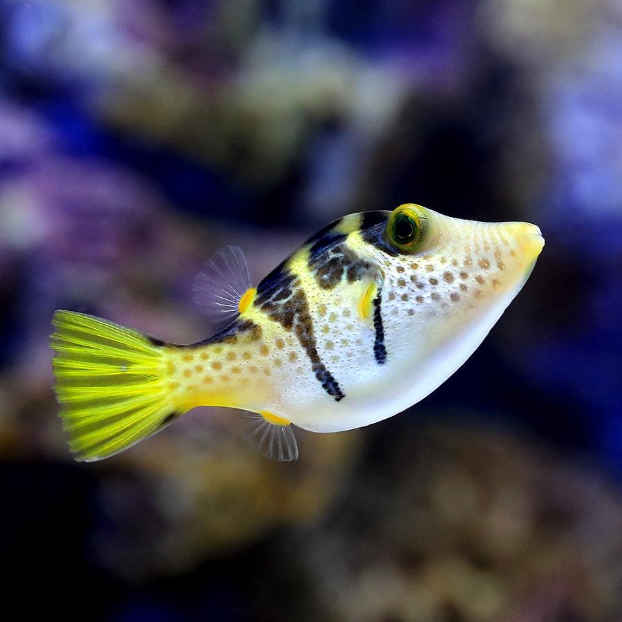 海水魚 シマキンチャクフグ １匹 北海道 九州航空便要保温 チャーム Charm Paypayモール店 通販 Paypayモール