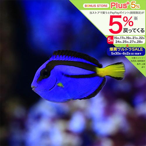 チャーム（charm） （海水魚）バリ産 ナンヨウハギ Sサイズ（1匹