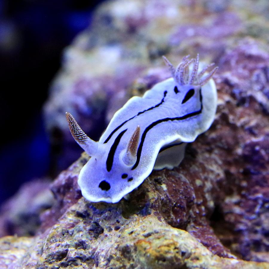 最安値で 海水魚 ウミウシ ミゾレウミウシ １匹 Shipsctc Org