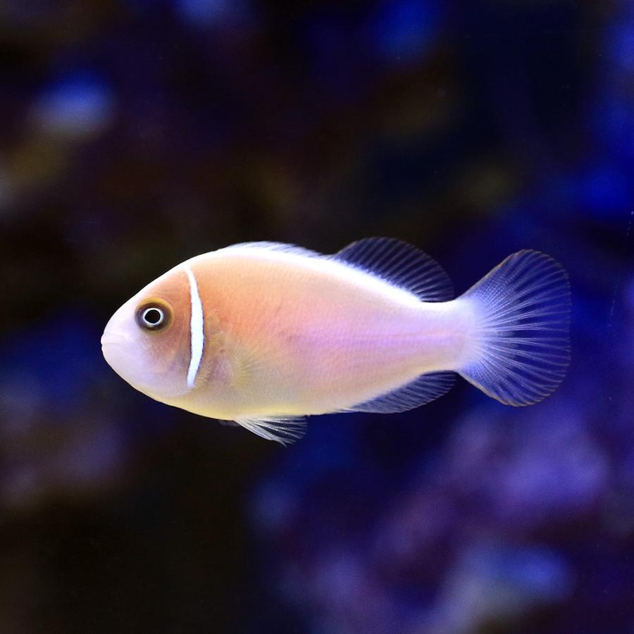 海水魚)ハナビラクマノミ(ワイルド)(1匹) 北海道航空便要保温 :48190:チャーム charm ヤフー店 - 通販 - Yahoo!ショッピング 海水魚)ハナビラクマノミ(ワイルド)(1匹) 北海道航空便要保温 :48190:チャーム charm ヤフー店 - 通販 - Yahoo!ショッピング