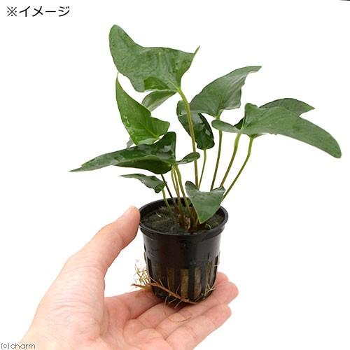 ミニ アヌビアス 確認用 トロピカ トロピカの通販 楽天市場】アヌビアス 水草