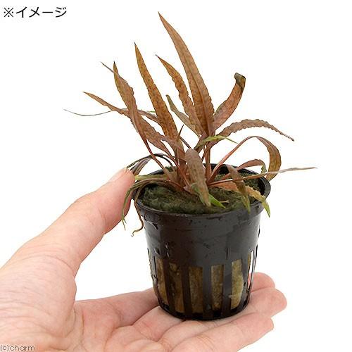 チャーム（charm） （水草）クリプトコリネ アルビダ ブラウン