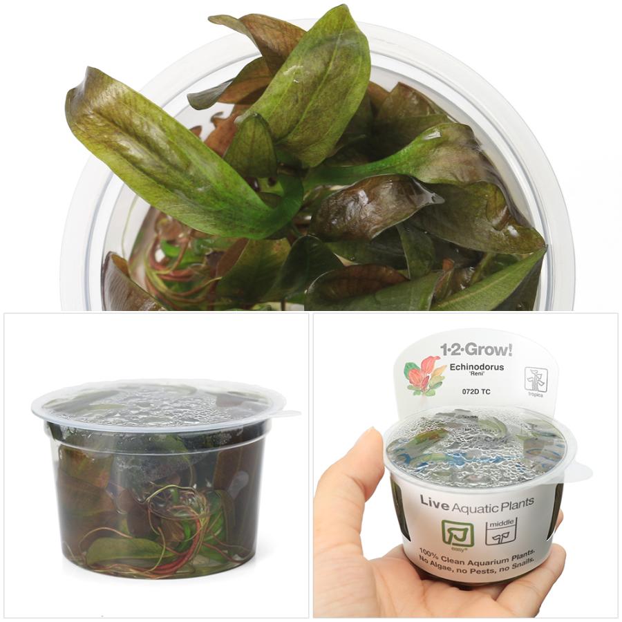水草　エキノドルス・サターン　2株　30cm 鮮やかなグリーン チャーム（charm） （水草）組織培養1−2−GROW！ エキノドルス