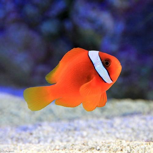 メーカー在庫限り品 海水魚 ハマクマノミ ワイルド １匹 北海道航空便要保温 価格