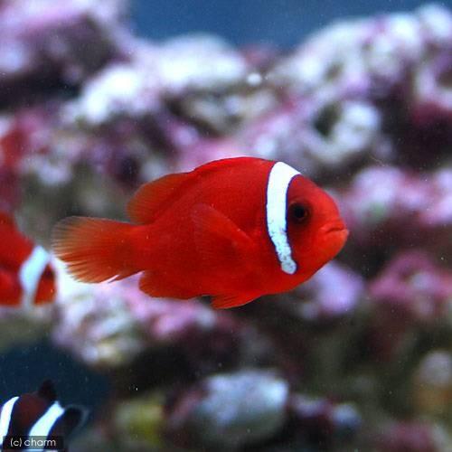 チャーム（charm） （海水魚）ハマクマノミ（ワイルド）（1匹