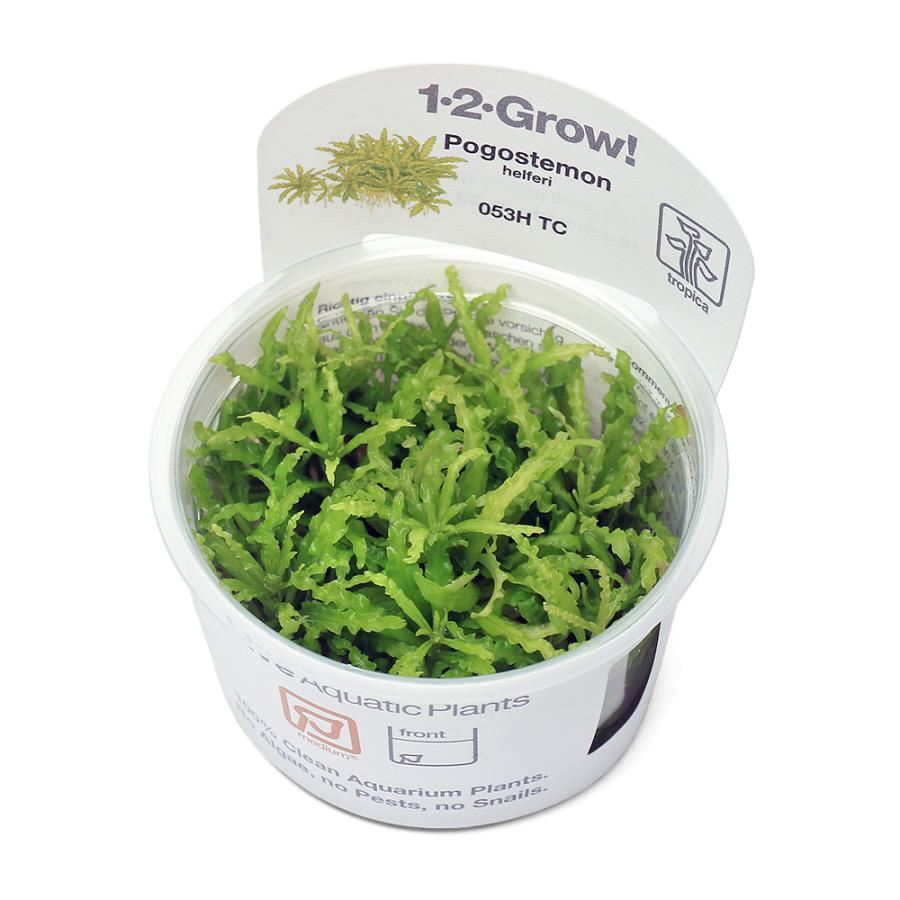 チャーム（charm） （水草）組織培養1−2−GROW！ ポゴステモン