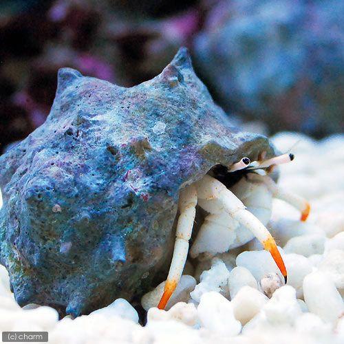 海水魚 ヤドカリ 沖縄産 アカツメサンゴヤドカリ １匹 北海道 九州 沖縄航空便要保温 チャーム Charm Paypayモール店 通販 Paypayモール