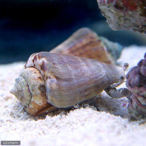 （海水魚）貝　マガキ貝　Ｓサイズ（１匹） | チャーム（ペット）