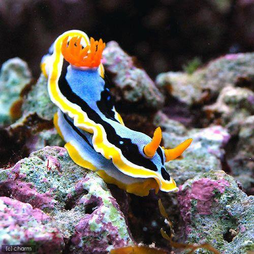 チャーム（charm） （海水魚）ウミウシ アンナウミウシ（1匹） 北海道