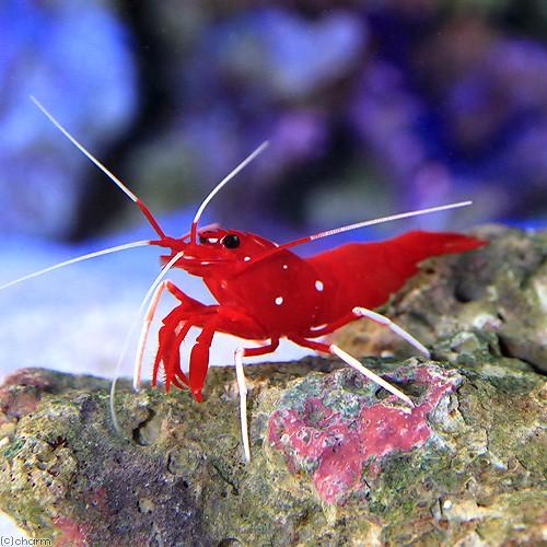 （海水魚）エビ　スリランカ産　ホワイトソックスシュリンプ（１匹） | チャーム（ペット）