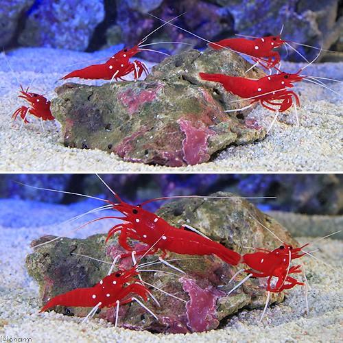 信頼 海水魚 エビ スリランカ産 ホワイトソックスシュリンプ ミックスサイズ １匹 3 710円 Aynaelda Com