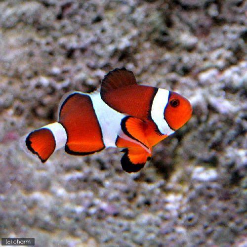 チャーム（charm） （海水魚）カクレクマノミ Mサイズ（ワイルド