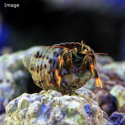 チャーム（charm） （海水魚）ヤドカリ 沖縄産 マダラヨコバサミ（1匹