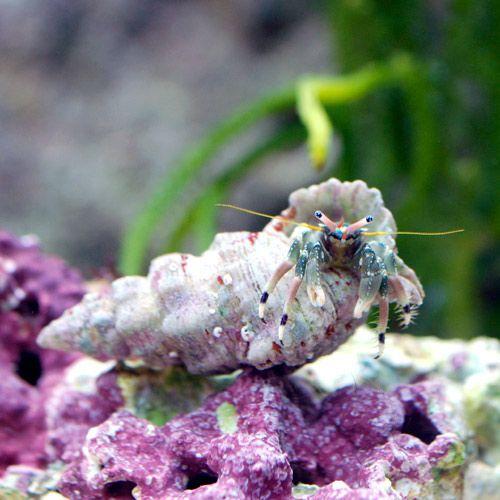 チャーム（charm） （海水魚）ヤドカリ 沖縄産 ツマジロサンゴヤドカリ