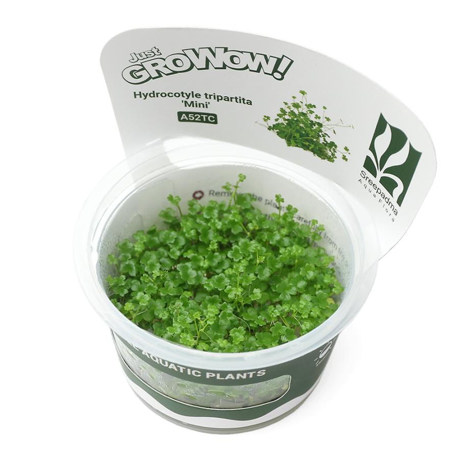 チャーム（charm） （水草）組織培養GROWOW！ オーストラリアン