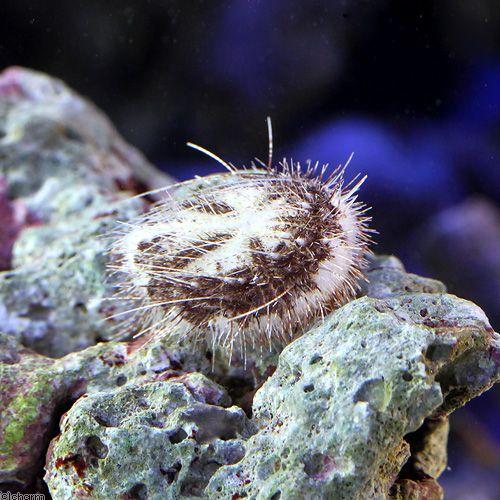 海水魚 ウニ オニヒメブンブク ｓサイズ １匹 北海道 九州航空便要保温 チャーム Charm Paypayモール店 通販 Paypayモール