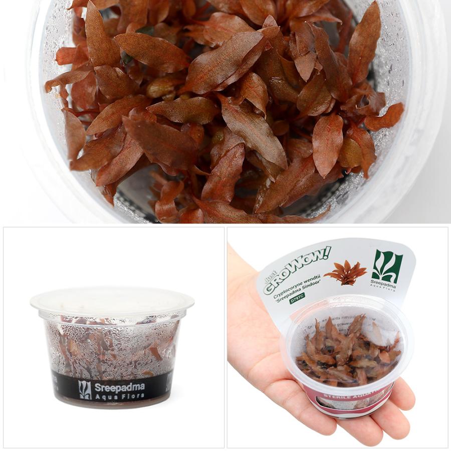 チャーム（charm） （水草）組織培養GROWOW！ クリプトコリネ