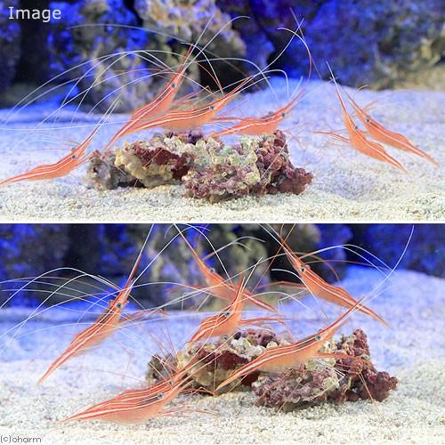 （海水魚）エビ　オキノスジエビ（１匹）　北海道・九州航空便要保温 |  | 01