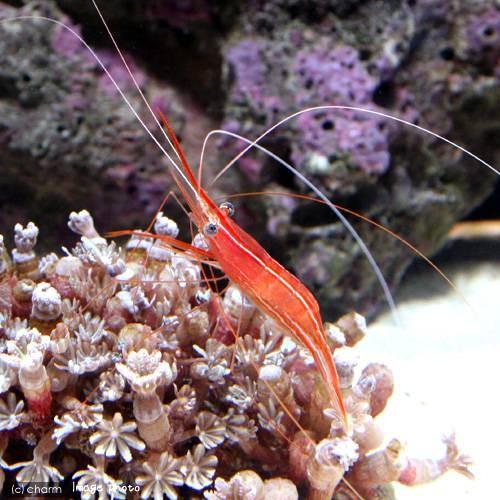 （海水魚）エビ　オキノスジエビ（１匹）　北海道・九州航空便要保温 |  | 02