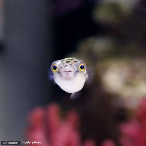 （熱帯魚）ミドリフグ　Ｓサイズ（１匹）　北海道航空便要保温 |  | 02