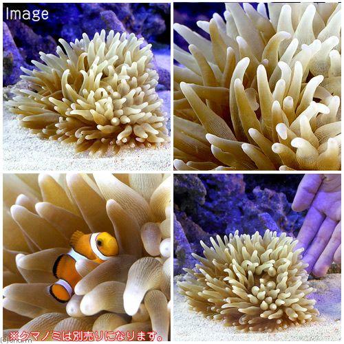チャーム(ペット) (海水魚)サンゴイソギンチャク Lサイズ チャーム(ペット) (海水魚)サンゴイソギンチャク Lサイズ