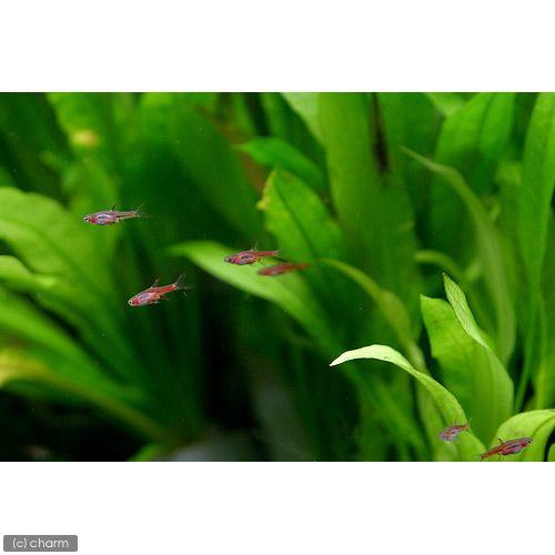 熱帯魚 ボララス ブリジッタエ １２匹 北海道航空便要保温 チャーム Charm Paypayモール店 通販 Paypayモール